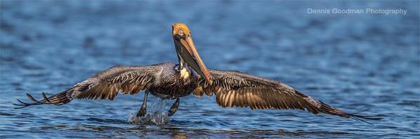 Mound Key Pelicans