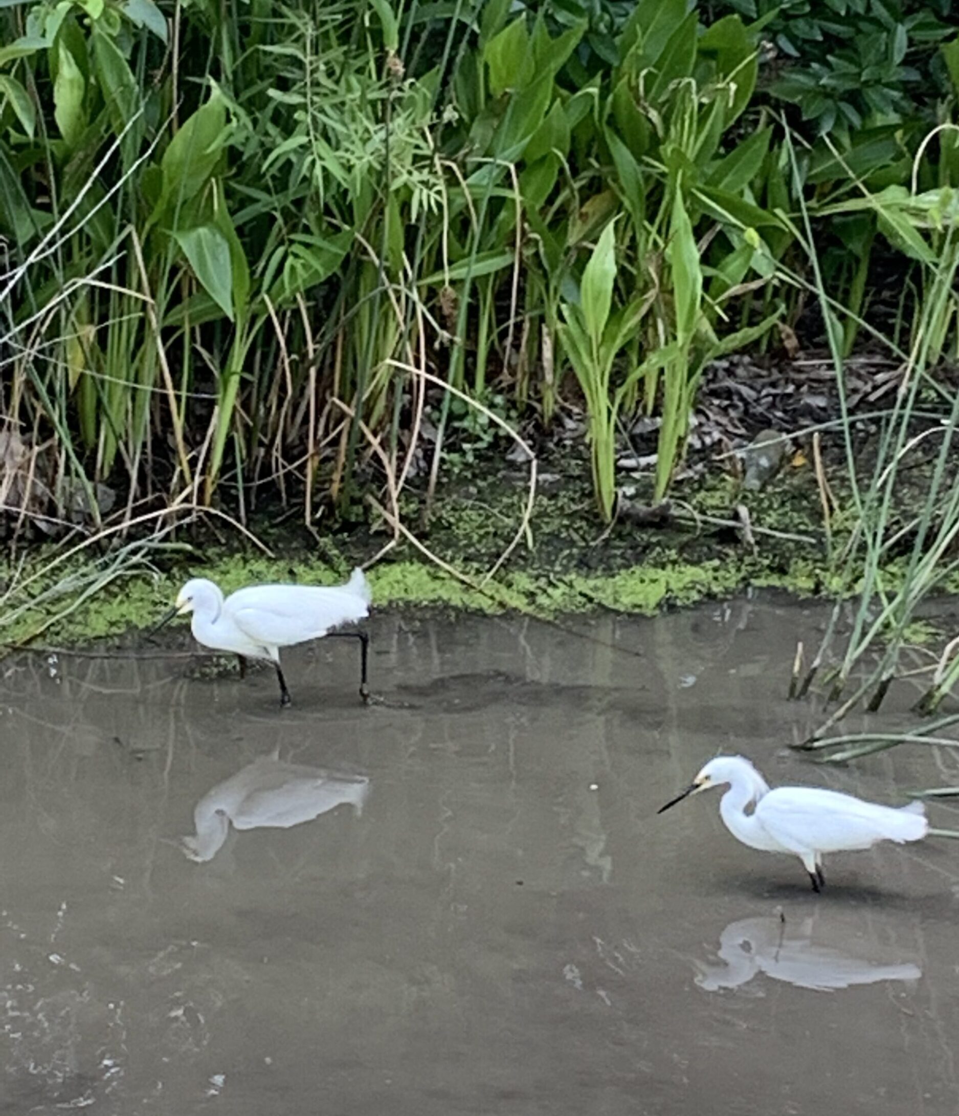 birdwatching-in-naples-florida